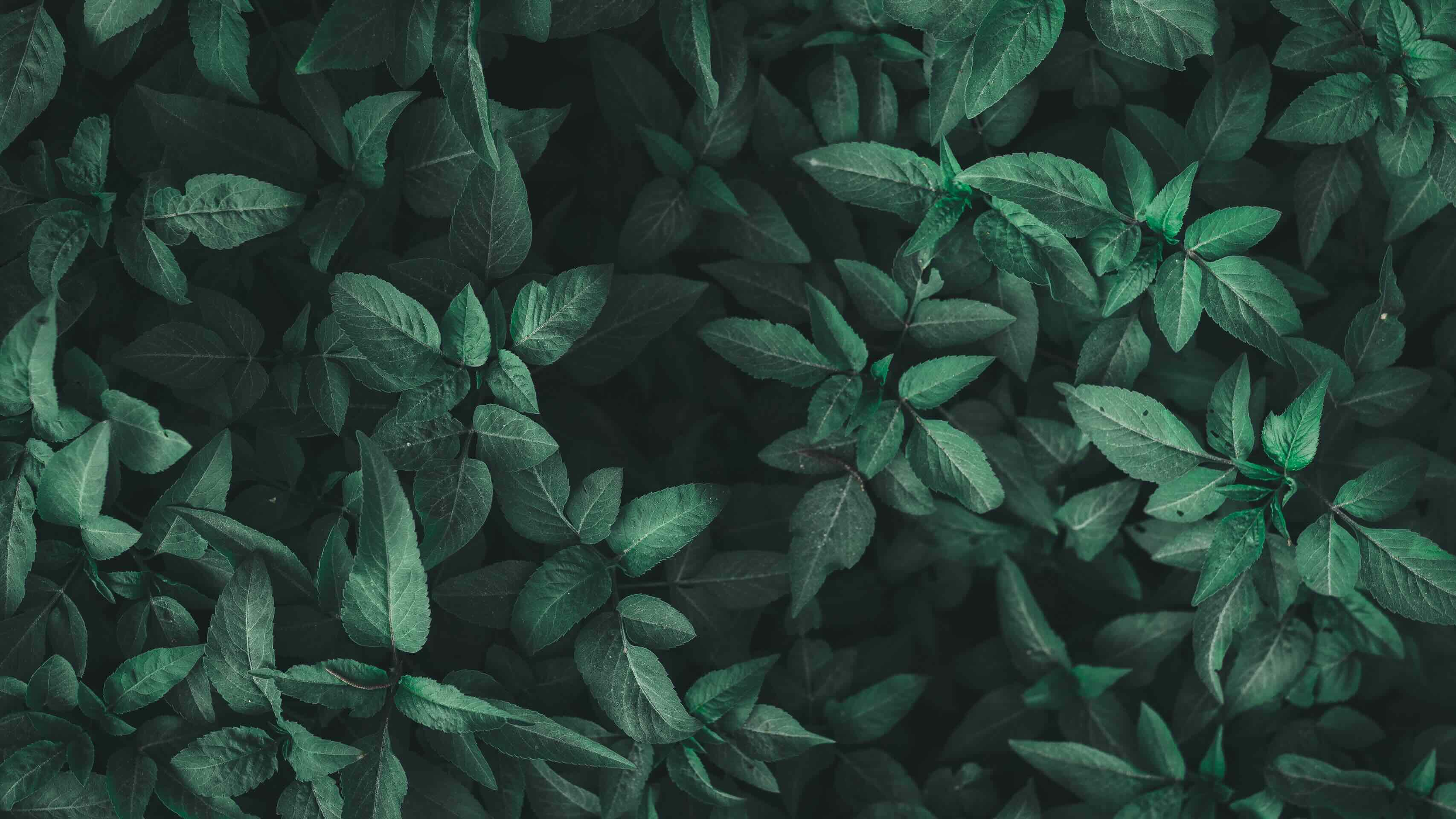 Forest background